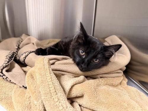 BASIL - Domestic Medium Hair available for adoption