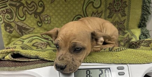 PATCHES - Pit Bull Terrier available for adoption