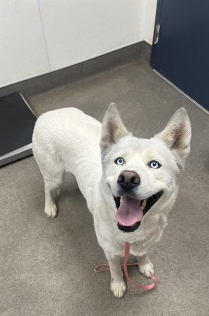 PEARL - Siberian Husky available for adoption