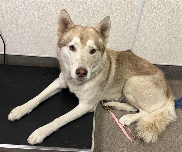 A122657 - Siberian Husky available for adoption