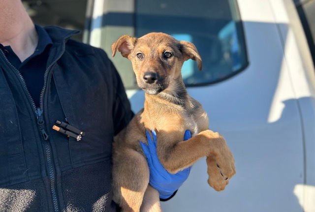 ELOISE - German Shepherd Dog available for adoption