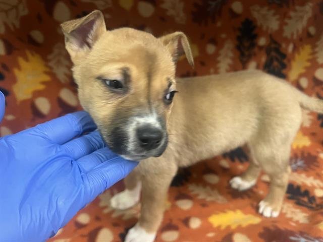 MCFRLURRY - Pit Bull Terrier available for adoption