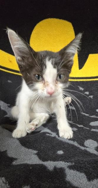 POPPY - Domestic Short Hair available for adoption