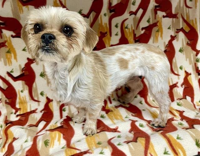 FIONA - Shih Tzu available for adoption