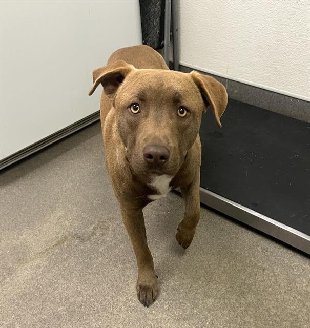 BOSCO - Staffordshire Bull Terrier / Bull Terrier available for adoption