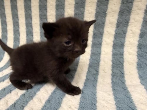 PANTERA - Domestic Short Hair available for adoption