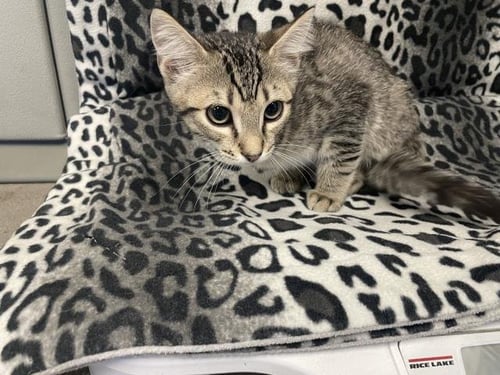 LOGAN - Domestic Short Hair available for adoption
