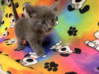 TIBBS - Photo 1