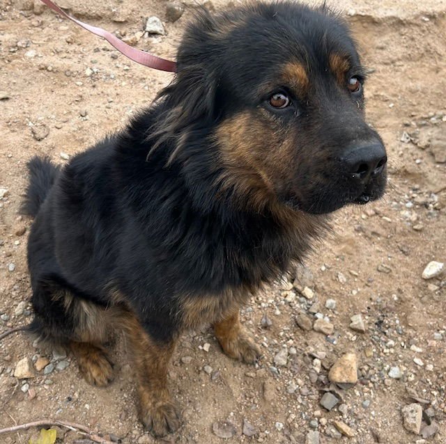 FOZZIE - Rottweiler available for adoption