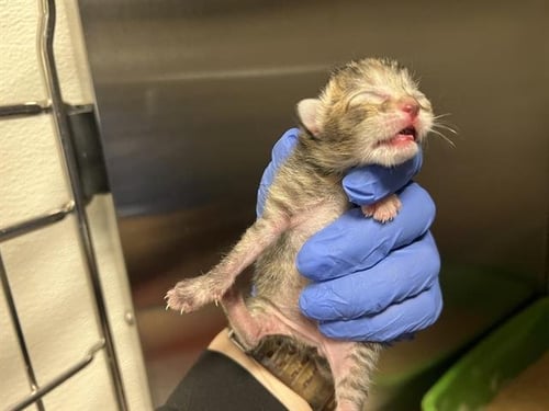 (NURSING) - Domestic Short Hair available for adoption