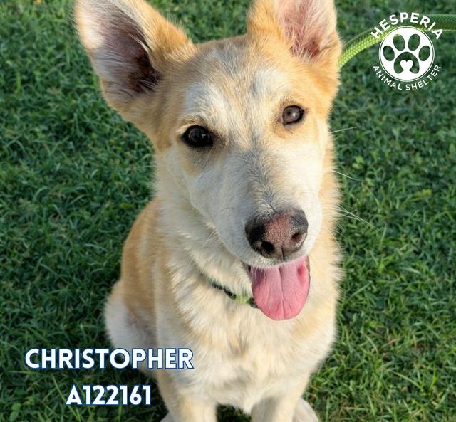 CHRISTOPHER - German Shepherd Dog / Labrador Retriever available for adoption