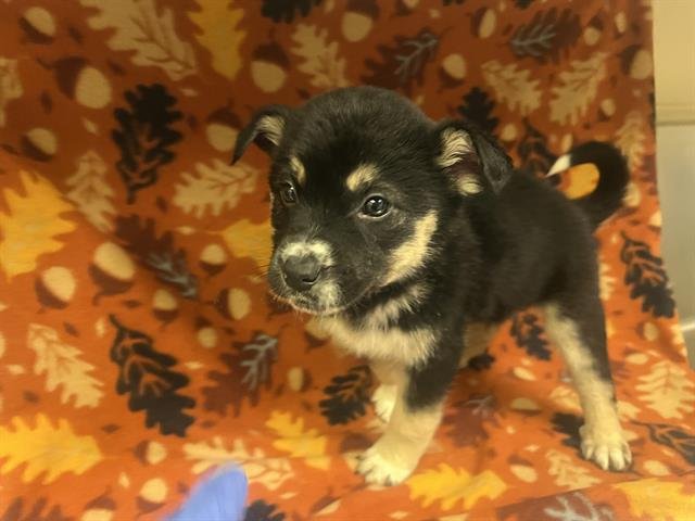 GROOT - Pit Bull Terrier available for adoption