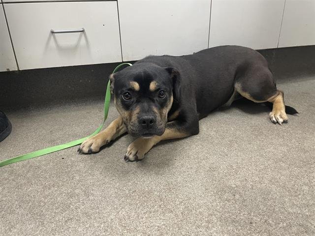 KAHLUA - English Bulldog available for adoption