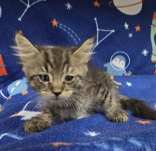 HANK - Domestic Short Hair available for adoption