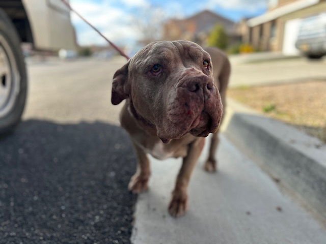 PETUNIA - English Bulldog / Pit Bull Terrier available for adoption