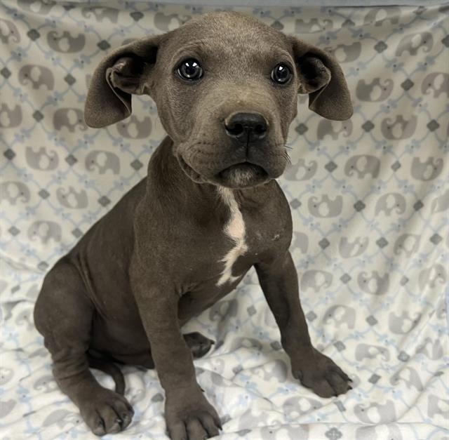 OLIVER - Pit Bull Terrier available for adoption