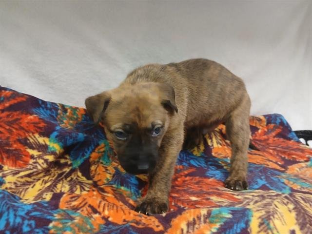 BISCUIT - Belgian Shepherd Malinois available for adoption