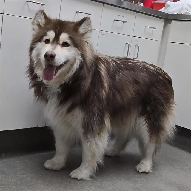 LOLA - Alaskan Malamute available for adoption