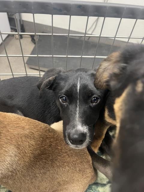 LEO - Labrador Retriever available for adoption