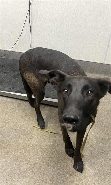 RYDER - Belgian Shepherd Malinois available for adoption