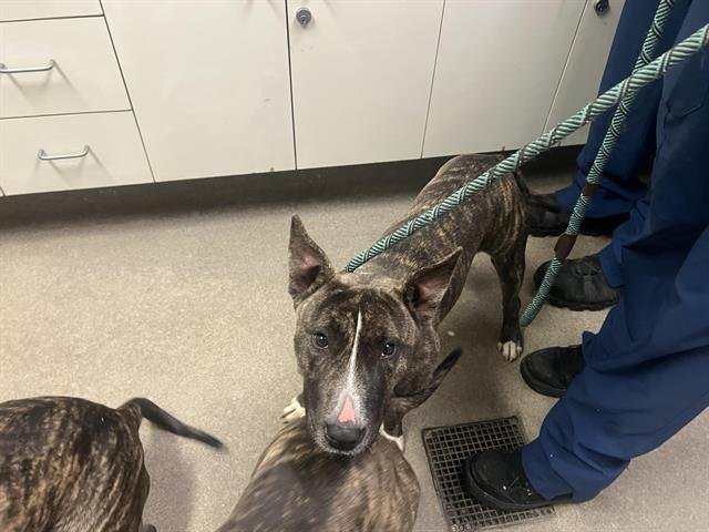 RASPBERRY - Miniature Bull Terrier available for adoption