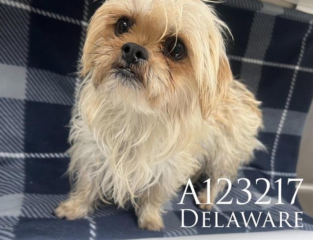 DELAWARE - Shih Tzu available for adoption