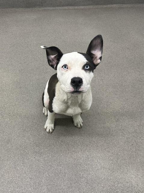 COOKIE - American Bulldog available for adoption