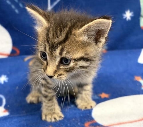SHELDON - Domestic Short Hair available for adoption