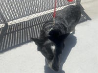 SCAMP - Photo 1