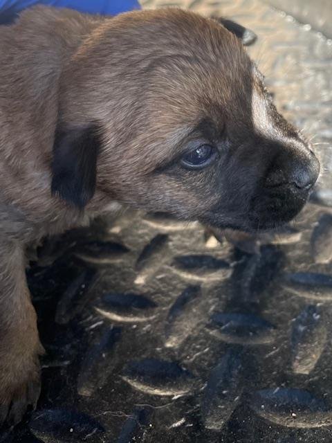 A122859 - Belgian Shepherd Malinois available for adoption