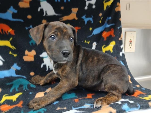 MISTY - Pit Bull Terrier / Australian Cattle Dog/Blue Heeler available for adoption