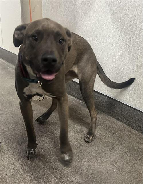 SCONE - Pit Bull Terrier available for adoption