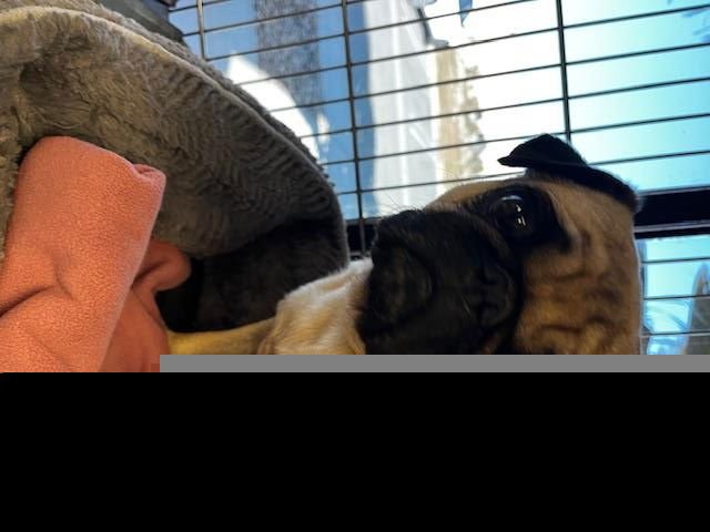 AUGGY - Pug available for adoption