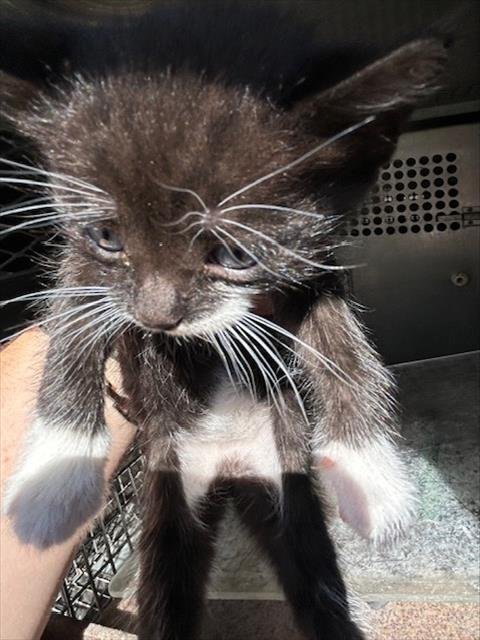 A124979 - Domestic Medium Hair available for adoption