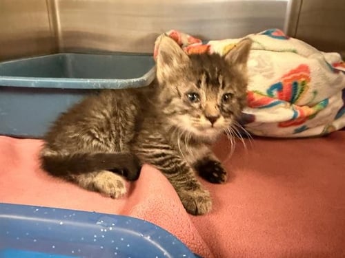 TIGGER - Domestic Long Hair for adoption in Victorville