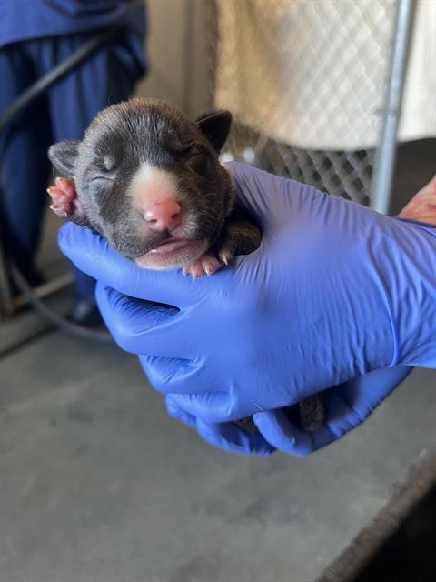 A122393 - Pit Bull Terrier available for adoption