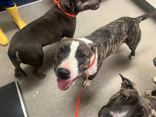 A122137 - Miniature Bull Terrier available for adoption