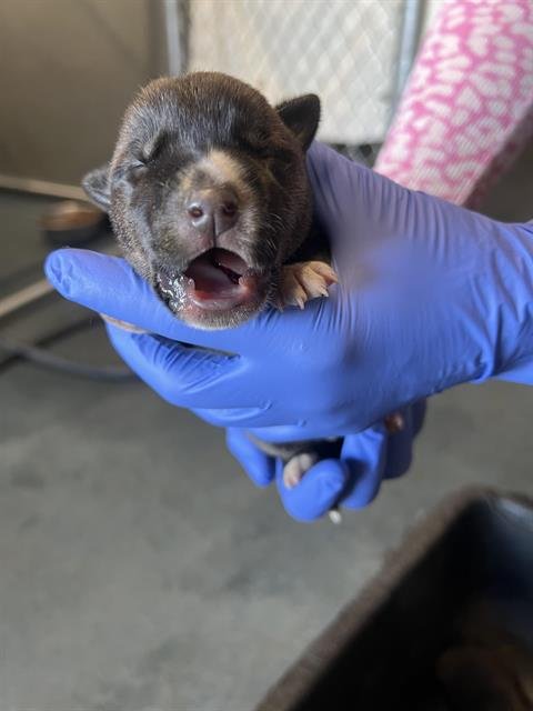 A122392 - Pit Bull Terrier available for adoption