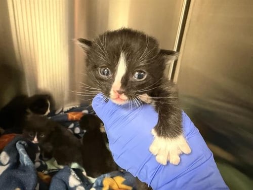 BICHO (NURSING) - Domestic Short Hair available for adoption