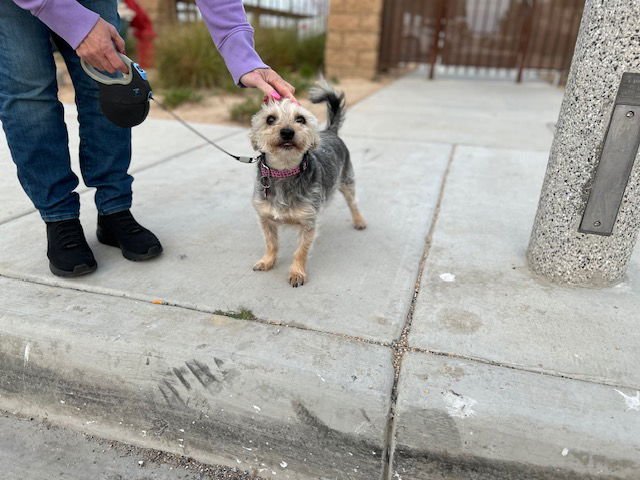 GRACIE - Yorkshire Terrier Yorkie available for adoption