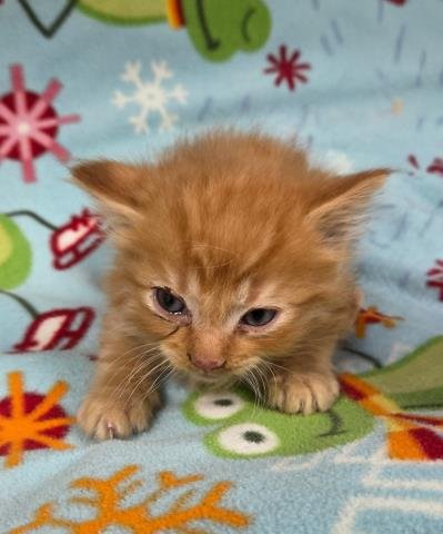 A124821 - Domestic Short Hair available for adoption
