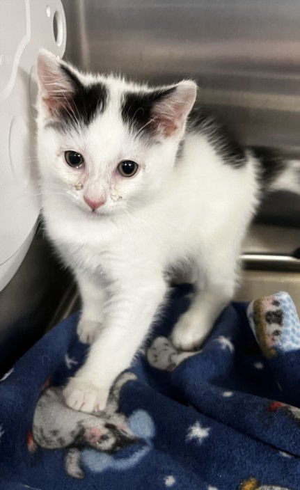 ARNOLD - Domestic Short Hair available for adoption