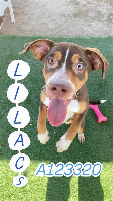 LILAC - German Wirehaired Pointer available for adoption