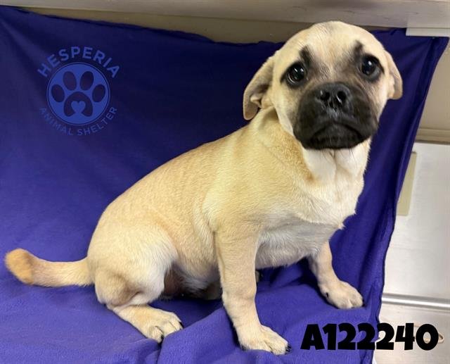 PERCY - Pug available for adoption