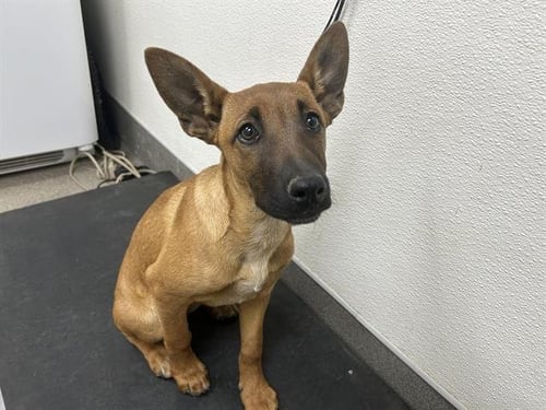 SADIE - Belgian Shepherd Malinois for adoption in Victorville
