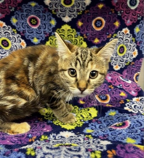 A127066 - Domestic Short Hair available for adoption