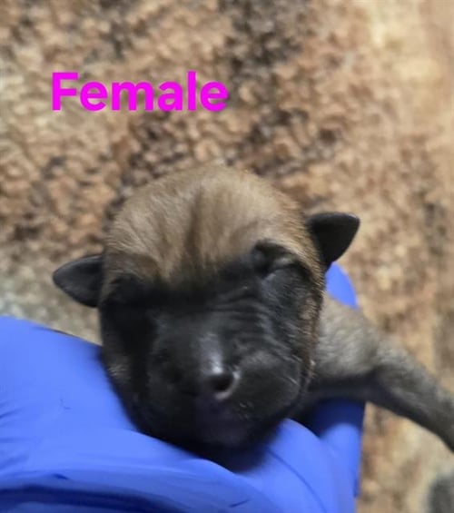 A127834 - German Shepherd Dog available for adoption