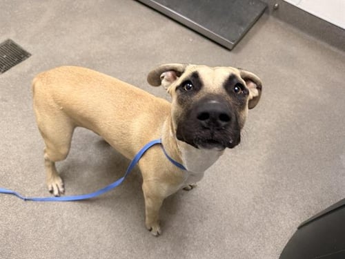 PEANUT(DING DING) - Mastiff available for adoption