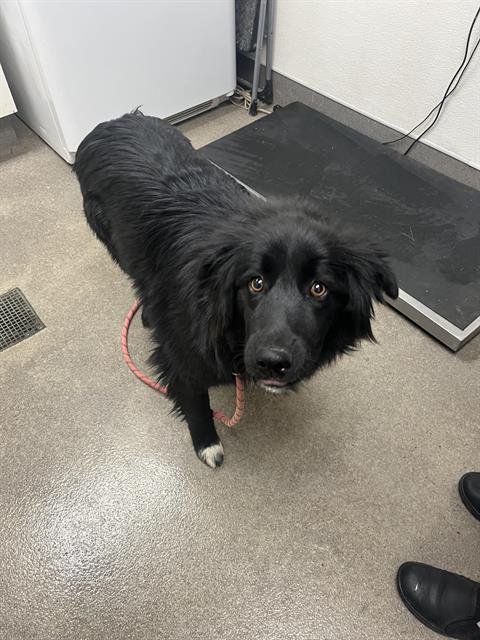 WILLOW - Border Collie available for adoption