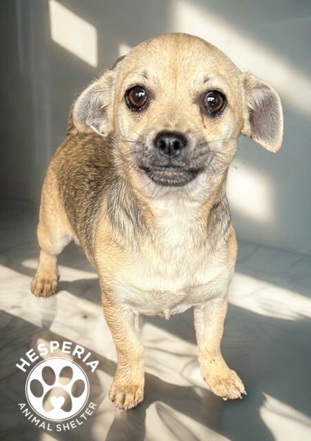 FLAPJACK - Chihuahua available for adoption